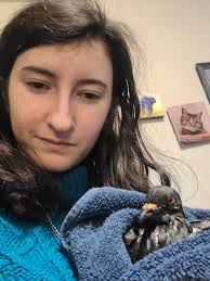 Cheaper Alternative to Formula for Pigeon and Dove Rescue