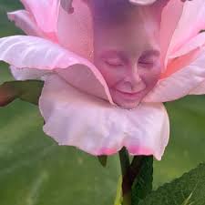 Buy MUSING PINK ROSE Alice in Wonderland non Talking Flowers by Sutherland  for Parties, Props and Vignettes Online in India