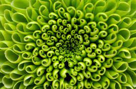 Maybe you would like to learn more about one of these? 20 Types Of Green Flowers Ftd Com