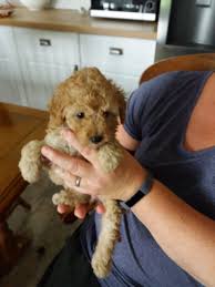 Buy and sell poodles puppies & dogs uk with freeads classifieds. Poodle Puppies For Sale Online Shopping