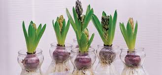 Check spelling or type a new query. Spring Bulbs For Christmas