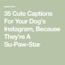 35 Cute Captions For Your Dog S Instagram Because They Re A Su Paw Star Cutepuppyinstagramcaptions Dog Instagram Captions Cute Captions Funny Dog Captions