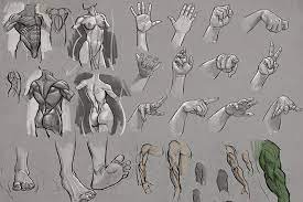 The photographs instead of drawings, helps you get a better visualization of structures, and really helps for lab test. Anatomy Courses For Artists Best Online Courses To Study Human Anatomy At Home