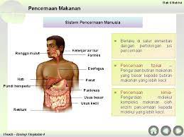 Pengertian sistem pencernaan pada manusia. Sistem Pencernaan Manusia Form 2