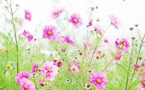 Epingle Par Cathy Biot Sur Cartes Photo Fleurs Fleurs Printemps Belles Fleurs