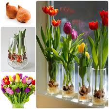 Pin On Gardening