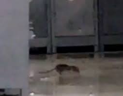 بلاك بورد جامعة الامام عبدالرحمن بن فيصل. Ø£Ø®Ø¨Ø§Ø± 24 Ø¬Ø§Ù…Ø¹Ø© Ø§Ù„Ø¯Ù…Ø§Ù… ØªØ¹Ù„Ù‚ Ø¹Ù„Ù‰ ÙÙŠØ¯ÙŠÙˆ Ø§Ù„Ù‚ÙˆØ§Ø±Ø¶ ÙˆØ§Ù„Ø­Ø´Ø±Ø§Øª ÙˆØªØ¤ÙƒØ¯ Ø¥ÙŠÙ‚Ø§Ù Ø§Ù„Ù…ØªØ¹Ù‡Ø¯