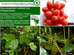 Image result for Dioscoreophyllum