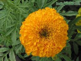 However, that only tells half the story of the symbolic meanings of yellow coloured blooms. Indiaplants Com Plant Details