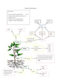 4th Grade Plants Concept Map By Paula Jett Teachers Pay Teachers