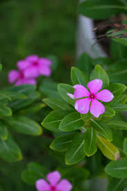 Pin By Muzammaltahir On My Very Own Photography Inside Out Design Flower Aesthetic Beautiful Flowers Photography Beautiful Pink Flowers