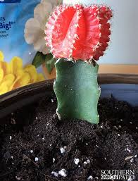 They like fast draining soil, bright light(filtered sun or shade). 47 Moon Cactus Ideas In 2021 Cactus Cactus Plants Cactus Care