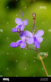 Image result for Rotheca myricoides