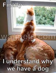 Finally I Understand Why We Have A Dog Funny Cat Videos Funny Animal Pictures Cute Animals