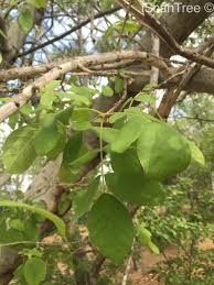 Image result for Markhamia zanzibarica