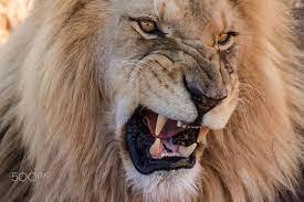 South Africa Angry Lion Angry Lion At Aquila Game Reserve South Africa Lion Pictures Lion Lion Snarl