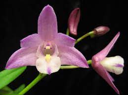 Dendrobium Jonathan S Glory Mondrook Beautiful Flowers Orchids Flowers