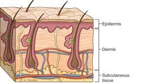 Understanding The 3 Layers Of The Skin