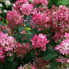 Maybe you would like to learn more about one of these? Fire Light Panicle Hydrangea Hydrangea Paniculata Proven Winners