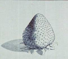 Cara mudah agar bisa menggambar, melukis, kartun, animasi, vignet, dan komik dengan mudah. Belajar Melukis Lukisan Naturalisme Cara Menggambar Stroberi Dengan Pensil Warna Cara Menggambar Pensil Warna Gambar