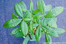 Maybe you would like to learn more about one of these? How To Repot A Money Tree Pachira Aquatica Plus The Mix To Use