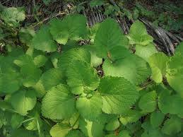 Image result for Coleus hadiensis