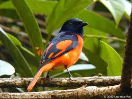 resultat de recherche d images pour scarlet minivet bird species animals bird