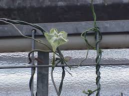 Image result for Ceropegia cimiciodora