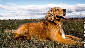 All 3d 60 favorites abstract animals anime art black cars city dark fantasy flowers food holidays love macro minimalism motorcycles music nature other smilies space sport technologies textures vector words Spaniel Dog Wallpaper Wide Dogs Golden Retriever Dog Wallpaper Spaniel Dog