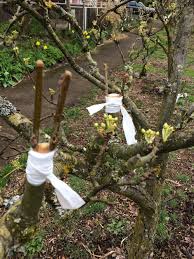 Résultat de recherche d'images pour "tree trunk repair grafts"