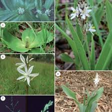 Image result for Chlorophytum affine