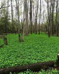 Budget Minded Food Plots Food Plots For Deer Whitetail Deer Hunting Deer Hunting Tips