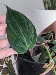 Philodendron Micans Care How To Keep Velvet Leaves Healthy In 2020 Philodendron Plant Leaves Heart Leaf Philodendron
