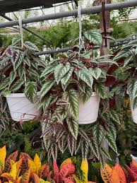 Image result for Cissus