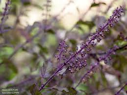 Image result for Ocimum fimbriatum