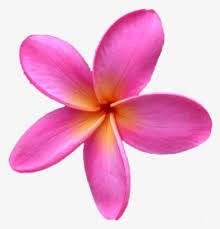 plumeria png images transparent plumeria image download pngitem plumeria png images transparent