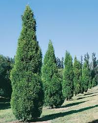 Image result for Cupressus torulosa