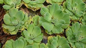 Check spelling or type a new query. 7 Best Aquatic Plants In India You Must Grow Plants That Grow In Water
