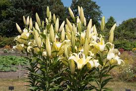 If the stem cutting successfully creates a bulbil, it may grow large enough to produce flowers within two to four seasons, depending on the lily cultivar. How To Plant And Grow Lilies Gardener S Path