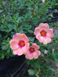 Pin De Maihuadoksuai Em Portulaca Imagens De Flores Jardim Botanico Onze Horas