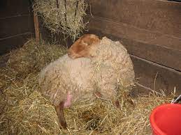 Invite a child to give the closing prayer. Stages Of Lambing Warning Graphic Photos Red Rope Farm