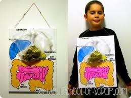 L'apparato digerente di ogni essere vivente ha il compito di introdurre, di digerire ed assorbire i principi nutritivi contenuti negli alimenti, eliminando i residui non utilizzabili per il metabolismo, sotto forma di feci. Scuola Primaria Il Modello Dell Apparato Digerente A Grandezza Naturale Alessia Scrap Craft