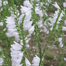 Fall obedient plant gulf coast penstemon frostweed greggs mistflower heartleaf skullcap horseherb Physostegia Angustifolia Showy Obedient Plant Wildflower Seed
