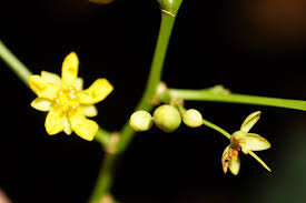 Image result for Campylospermum