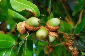 The squirrel buries some of the acorns, and does not find all of them. Interior Live Oak Or Shreve Oak Curbstone Valley