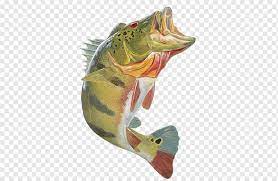 Peacock Bass Largemouth Bass Bass Fishing Decal Fish Jumping Fauna Sticker Game Fish Png Fish Illustration Guppy Fish Southern Bluefin Tuna