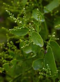 Image result for Salvadora persica