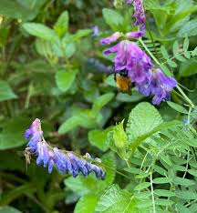 Henbit and purple deadnettle are broadleaved they commonly grow in shady areas of the lawn and spread outward from there throughout the eastern half of the united states, according to the. 10 Native Uk Weeds To Grow For Wildlife Jack Wallington Garden Design Ltd
