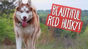 Review how much siberian husky puppies for sale sell for below. Red Husky Facts About The Most Gorgeous Siberian Husky Innovet Pet