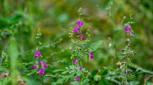 Image result for Tephrosia polystachya